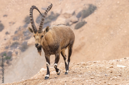 The Nubian ibex (Capra nubiana)  is a desert-dwelling goat species found in mountainous areas of Algeria, Egypt, Ethiopia, Eritrea, Israel, Jordan, Lebanon, Oman, Saudi Arabia, Sudan, and Yemen photo