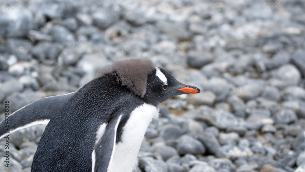 Fototapeta premium Gentoo penguin (Pygoscelis papua) chick at Brown Bluff, Antarctica