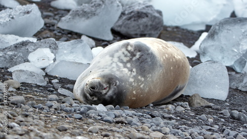 crabeater seal  Lobodon carcinophaga  lying on the ground  among chunks of ice at Brown Bluff  Antarctica