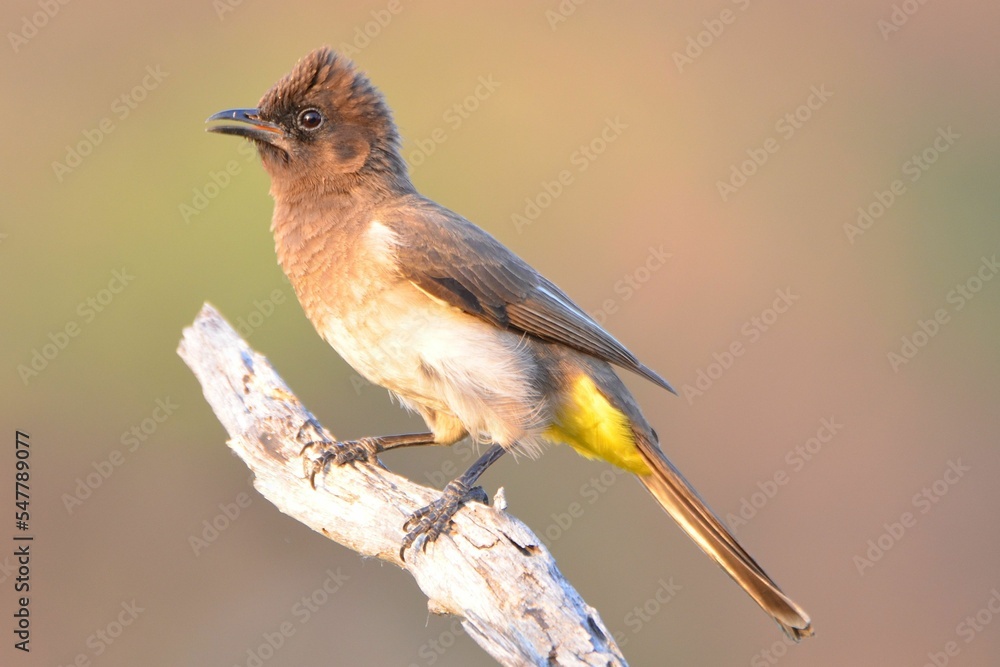 Fototapeta premium Portrait of a common bulbul, Mudumu NP, Namibia