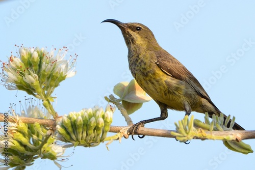 Portrait of a female scarlet-chested sunbird photo