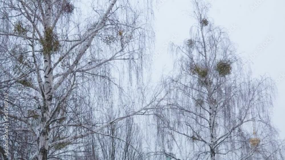 Snowy landscapes nature. Trees covered with a layer of snow flakes, cozy snowy town Snowy landscapes nature. Trees covered with a layer of snow flakes, cozy snowy town