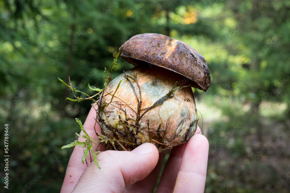 Suillellus luridus boletus in a hand. High quality photo Suillellus luridus boletus in a hand. High quality photo