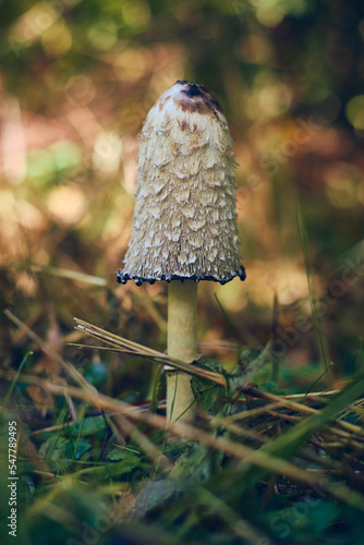 Mushroom in the sunny woods. High quality photo photo