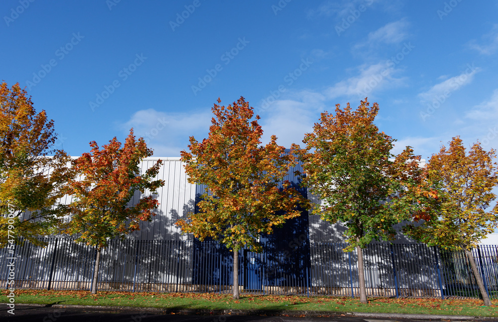 Seasonal autumn green leaves turning orange on trees