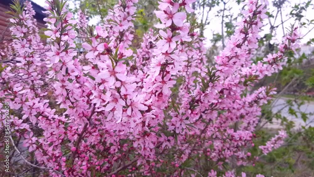 4K video, spring cherry blossoms in a city park, pink flowers on swaying branches of a cherry tree 4K video, spring cherry blossoms in a city park, pink flowers on swaying branches of a cherry tree