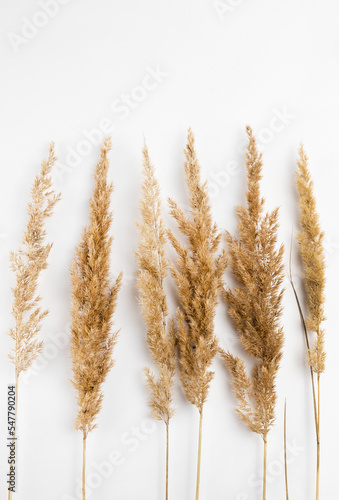 Six branches of dry reed on a white background. View from above.