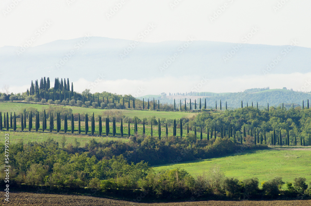 Fototapeta premium Toskańskie pola