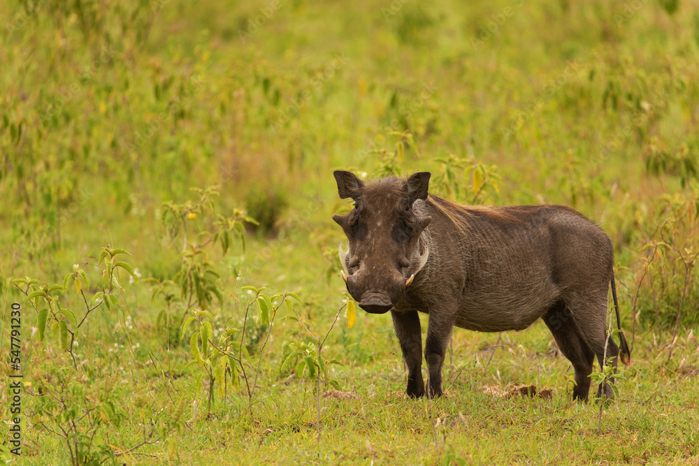 a large male warthog in its natural environment in an African reserve. close up