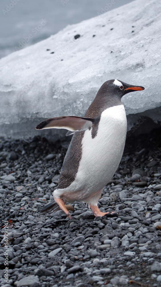 Naklejka premium Gentoo penguin (Pygoscelis papua) in front of an iceberg at Brown Bluff, Antarctica