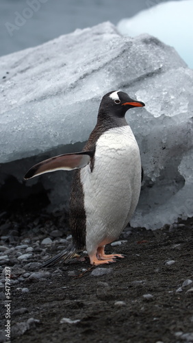 Gentoo penguin  Pygoscelis papua  in front of an iceberg at Brown Bluff  Antarctica