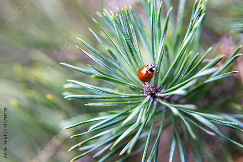 Ladybug on a pine tree 
