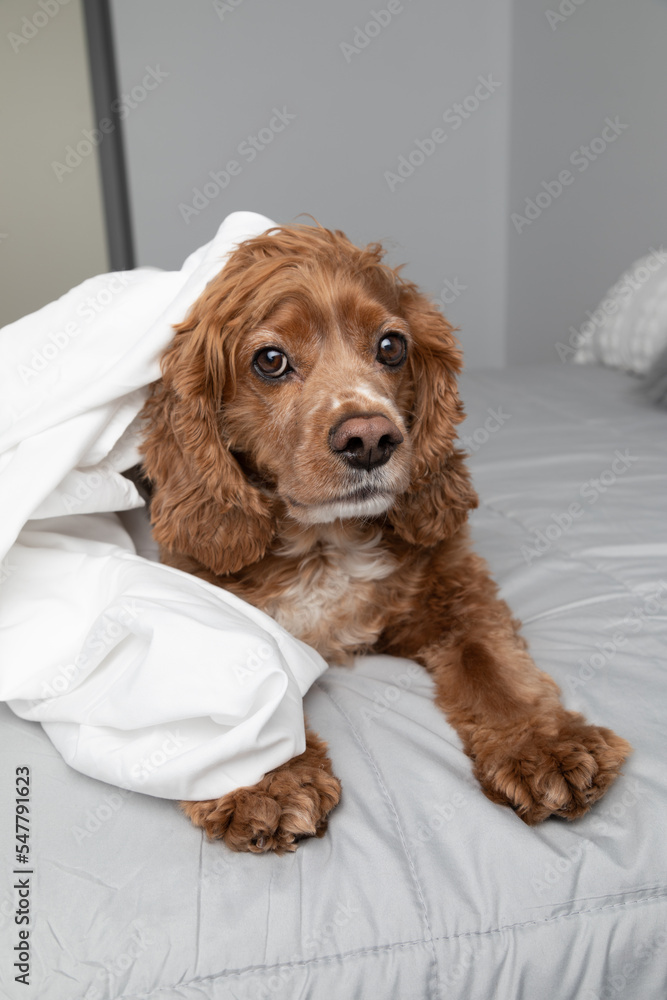 Portrait of a cocker spaniel dog laying in bed. He has a white bed sheet beside him. This photo was taken in a bedroom at his home. He is resting. Portrait of a cocker spaniel dog laying in bed. He has a white bed sheet beside him. This photo was taken in a bedroom at his home. He is resting.