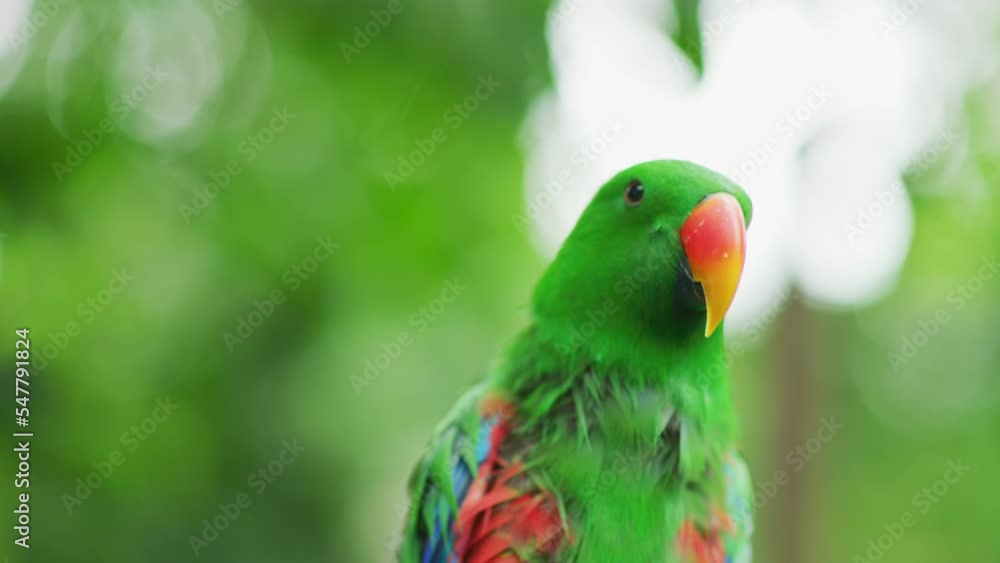 Close-up view of an Eclectus parrot, Bali, Indonesia Close-up view of an Eclectus parrot, Bali, Indonesia