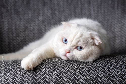 White scottish fold cat, bl...