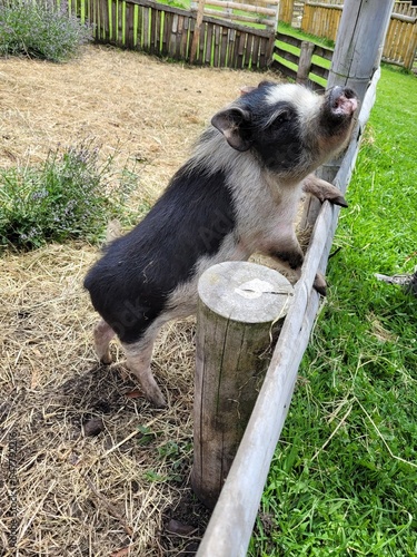 baby goat in the zoo