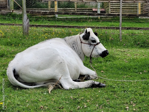white horse in the meadow