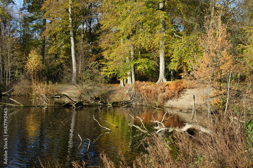 Autumn in the woodlands of Zuid-Holland Autumn in the woodlands of Zuid-Holland