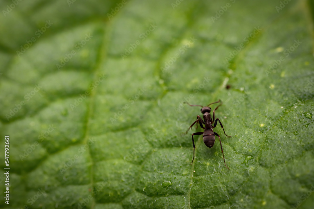 A single forest with a macro photographed on a green leaf. A single forest with a macro photographed on a green leaf.