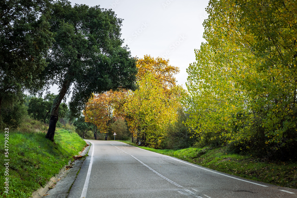 Fototapeta premium Autumn landscape with coloured trees in the green fields and blueskies. Countryside of Ribatejo in the portuguese village of Chamusca - Portugal