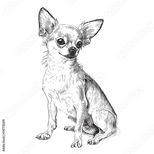 Chihuahua portrait dog sitting hand drawn sketch Pets Vector illustration.