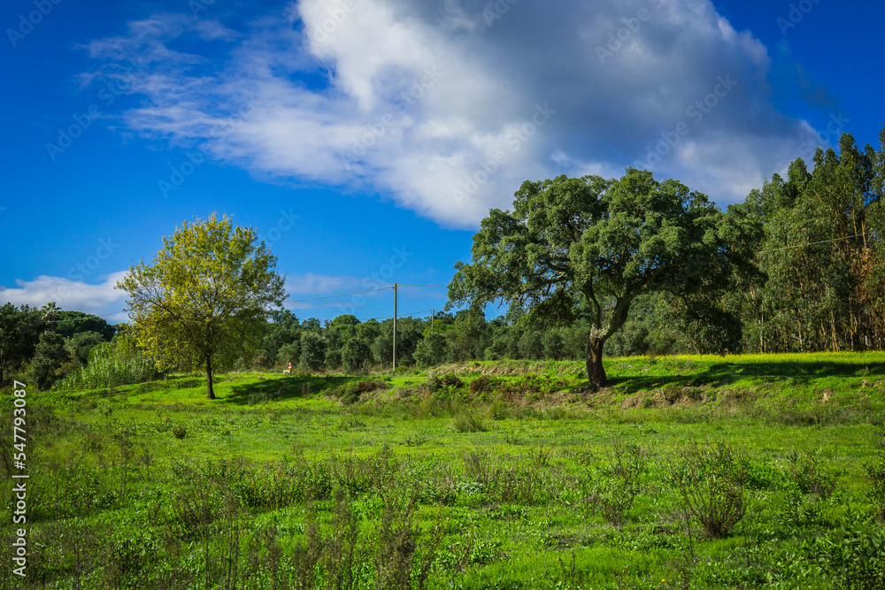 Fototapeta premium Autumn landscape with coloured trees in the green fields and blueskies. Countryside of Ribatejo in the portuguese village of Chamusca - Portugal