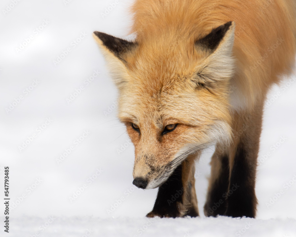 Fototapeta premium red fox vulpes