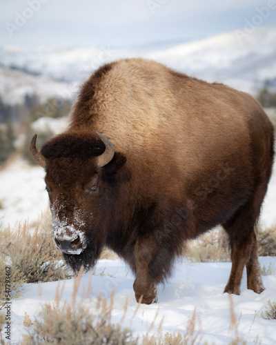 american bison buffalo