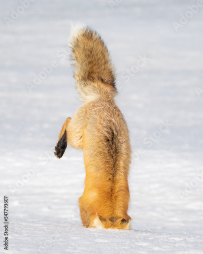 red fox hunting in winter