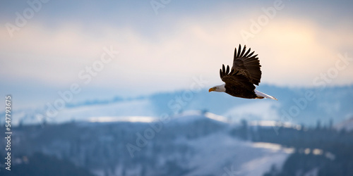 eagle in flight