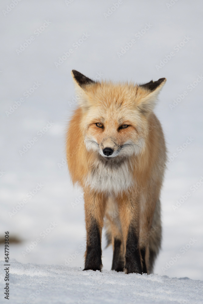 red fox in snow red fox in snow
