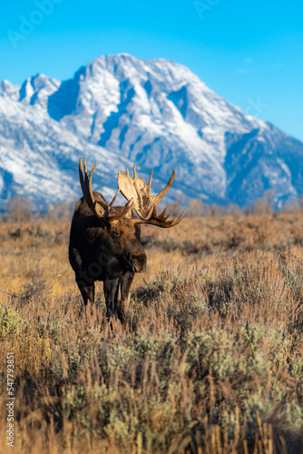 bull moose in sagebrush with mountains