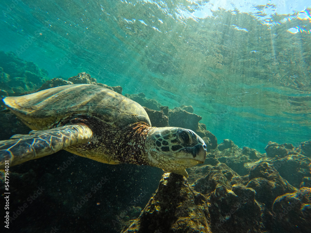 Fototapeta premium green sea turtle