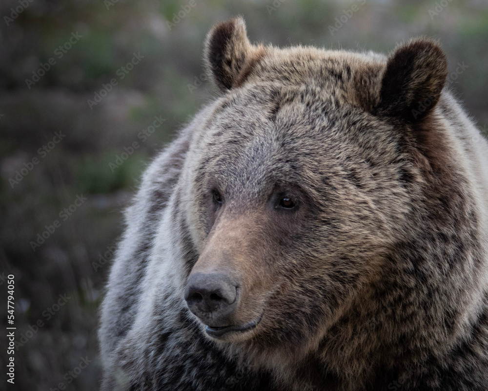 grizzly bear portrait