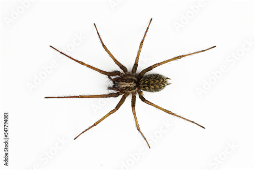 Macro photo of tegenaria spider isolated on white background