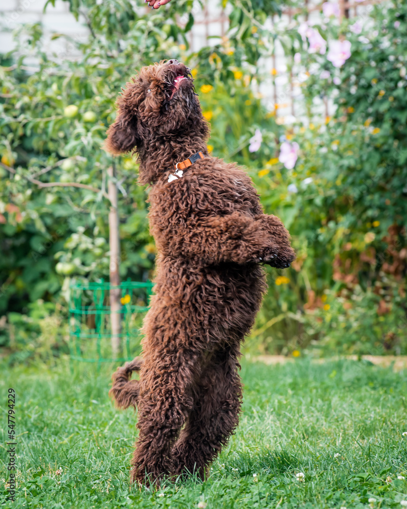 Beautiful dog with curly wool stands on its hind legs in the garden