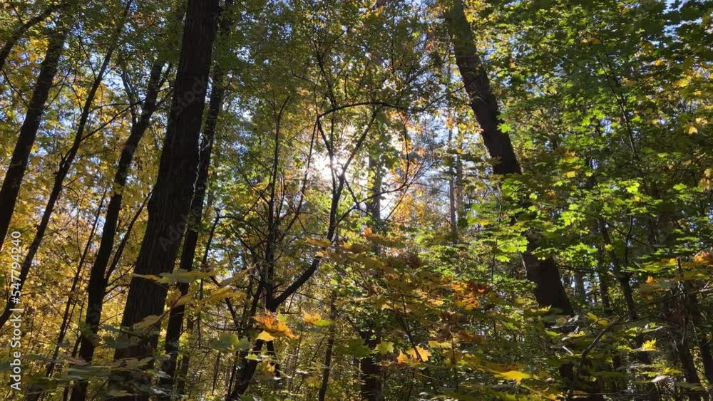Slow motion view of deciduous trees in autumn forest, sunbeams breaking through the trees closeup concept, panoramic view of golden autumn, many maple trees with yellow leaves, 