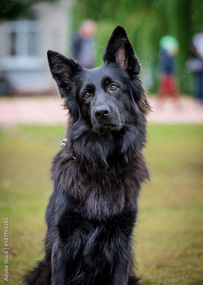 Fototapeta premium Black shaggy dog is sitting in the park