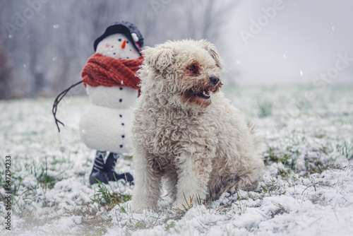 Portrait of a white fluffy pumi dog sitting beneath a plush snowman at a snowy day outdoors © Annabell Gsödl