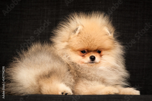  Cute and very fluffy dog is posing for a photo. The breed of the dog is the Pomeranian