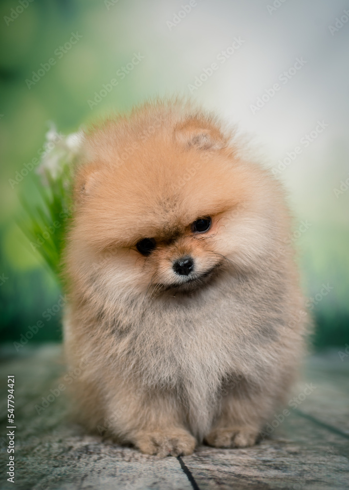Cute fluffy puppy is posing for a photo. The breed of the dog is the Pomeranian