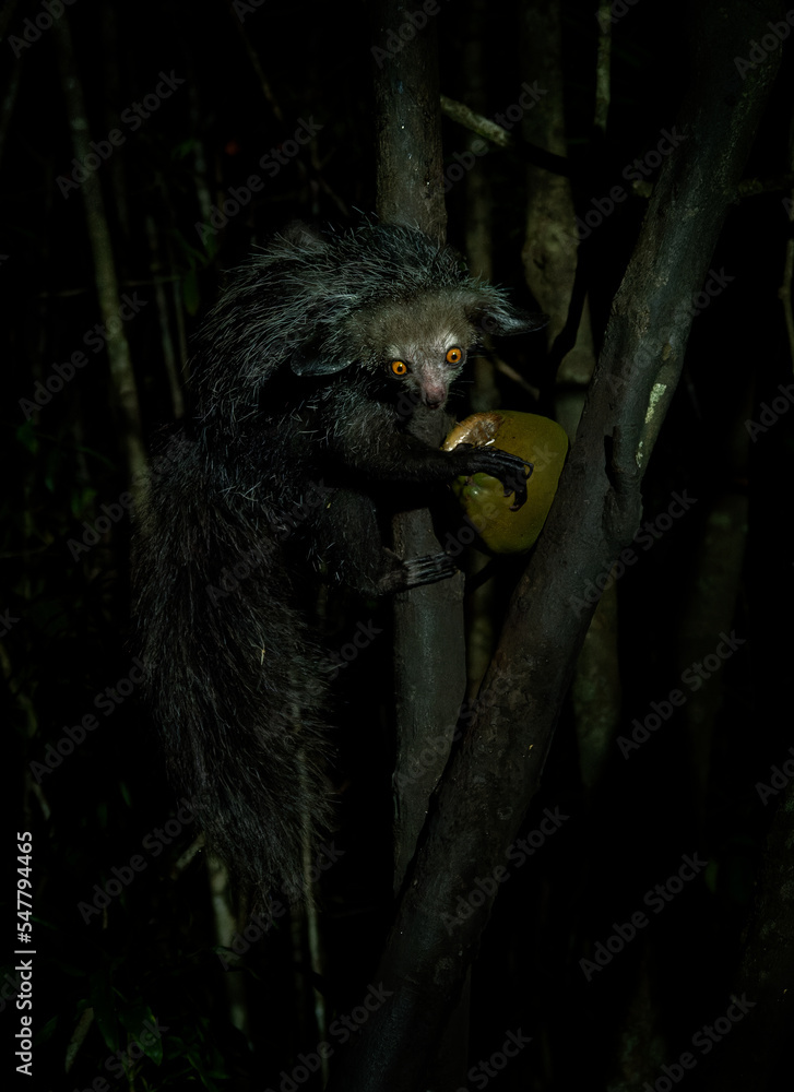 Aye aye Daubentonia madagascariensis long fingered nocturnal lemur Aye aye Daubentonia madagascariensis long fingered nocturnal lemur