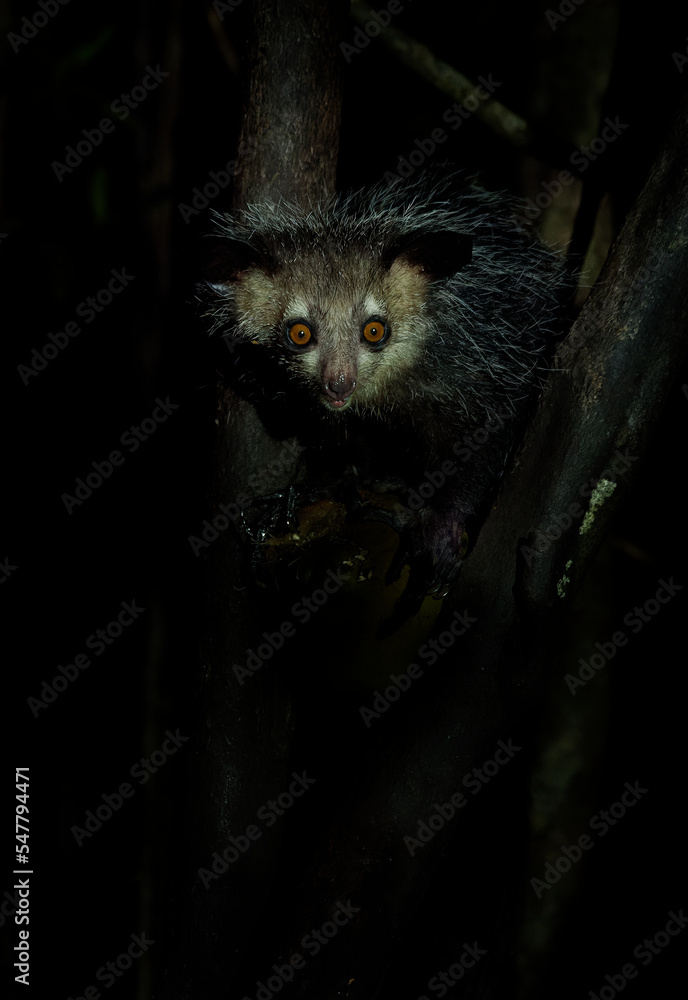 Aye aye Daubentonia madagascariensis long fingered nocturnal lemur Aye aye Daubentonia madagascariensis long fingered nocturnal lemur