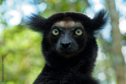 Indri indri - Babakoto the largest lemur of Madagascar has a black and white coat, climbing or clinging, moving through the canopy, herbivorous, feeding on leaves and seeds, fruits and flowers