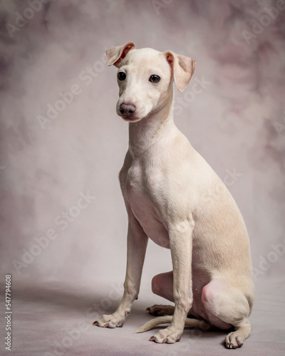  White beautiful dog is posing for a photo