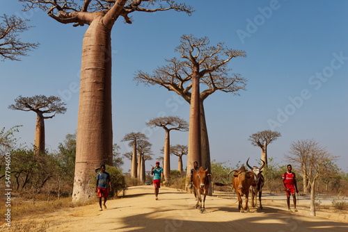 Fotografia, Obraz Landscape with the big trees baobabs in Madagascar