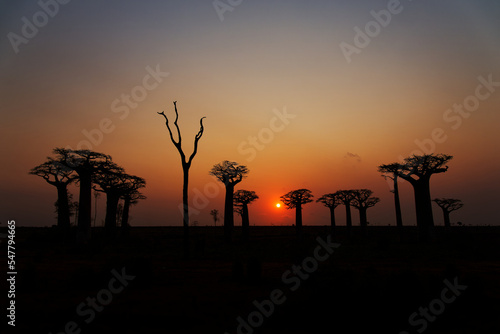 Fotografie, Obraz Landscape with the big trees baobabs in Madagascar