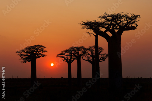 Fototapeta Landscape with the big trees baobabs in Madagascar