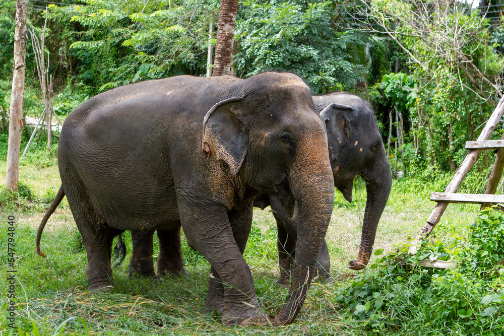 Fototapeta premium Elephants living their best life in Thailand