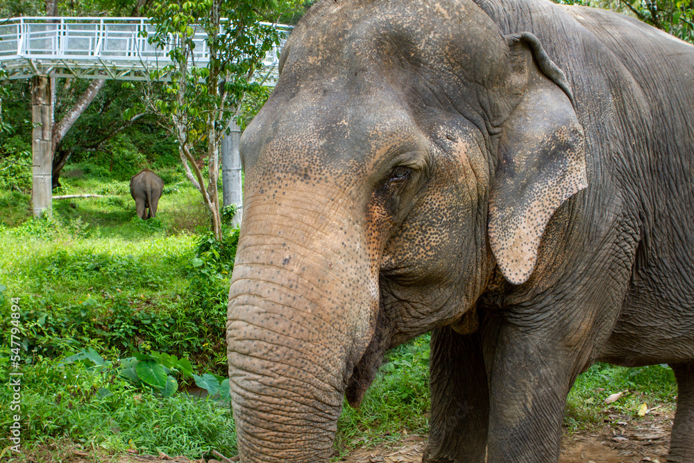 Fototapeta premium Elephants living their best life in Thailand